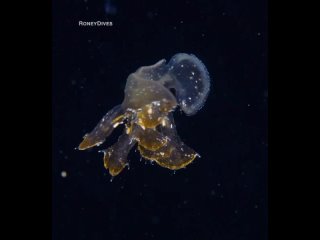 a melibe nudibranch swims by john roney/biology