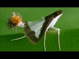 cucumber moth (diaphania indica) by pabitra das learner/biology